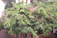 Brownea coccinea